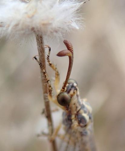 Réf. 222 405 : Macronemurus appendiculatus
